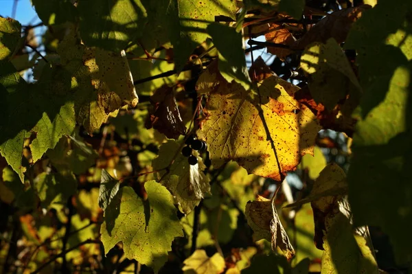 Sfondo di foglie colorate autunno sul pavimento della foresta — Foto Stock