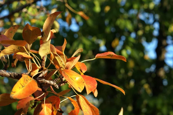 Sfondo di foglie colorate autunno sul pavimento della foresta — Foto Stock