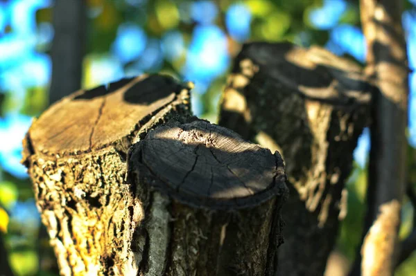 Pahýl ze tří kmenů ovocného stromu v zahradě — Stock fotografie