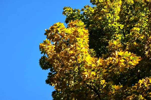 Bunte Herbstbäume vor blauem Himmel — Stockfoto