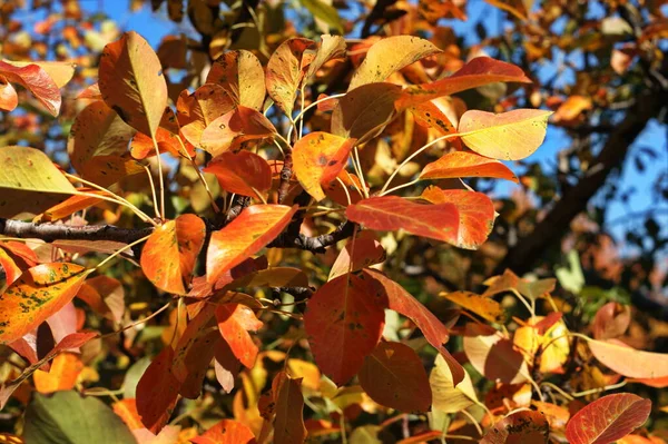 Фон красочных осенних листьев на лесной подстилке — стоковое фото