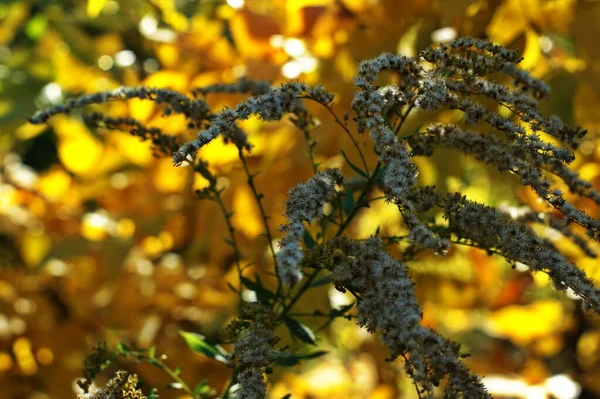 Fond de feuilles d'automne colorées sur le sol de la forêt — Photo