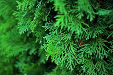 Köknar ağacı brunch yakın. Sığ odak. Kabarık köknar ağacı brunch