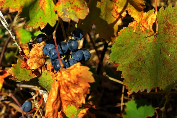Blue bunches of grapes. Vineyards at sunset in autumn harvest. — Stock Photo, Image