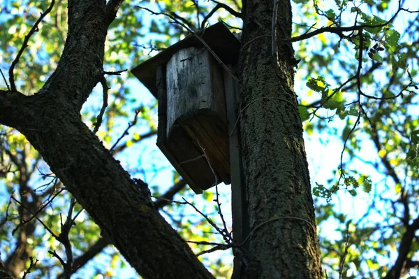 Antigua pajarera de madera hecha a mano colgada sola en un árbol para proteger a las aves —  Fotos de Stock