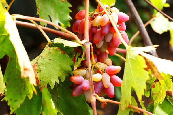 Bunch of grapes on a vine in the sunshine. The winegrowers grapes on a vine — Stock Photo, Image