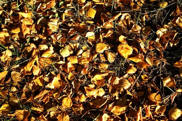 Achtergrond van kleurrijke herfstbladeren op bosbodem — Stockfoto