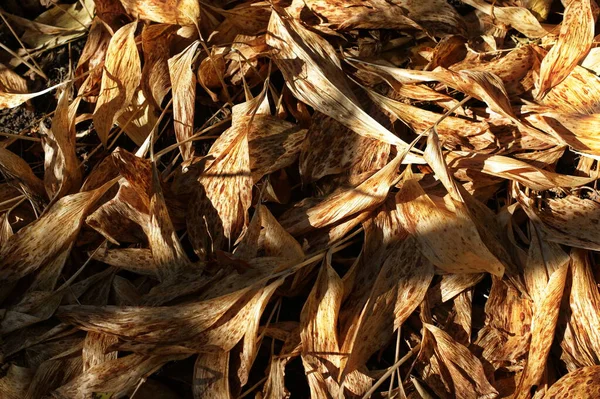 Fondo de hojas coloridas de otoño en el suelo del bosque —  Fotos de Stock