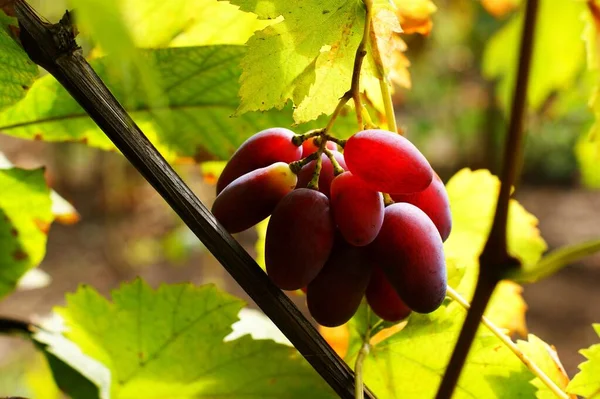 Bunch of grapes on a vine in the sunshine. The winegrowers grapes on a vine — Stock Photo, Image