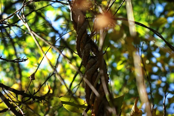 Achtergrond van kleurrijke herfstbladeren op bosbodem — Stockfoto