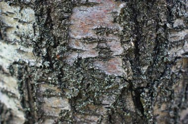 çok ilginç yapısı ile eski bir ağacın gövde