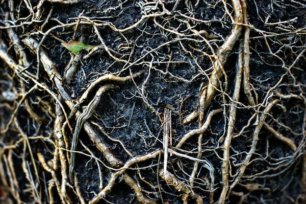 Terra e radici di grandi piante estratte dal vaso — Foto Stock