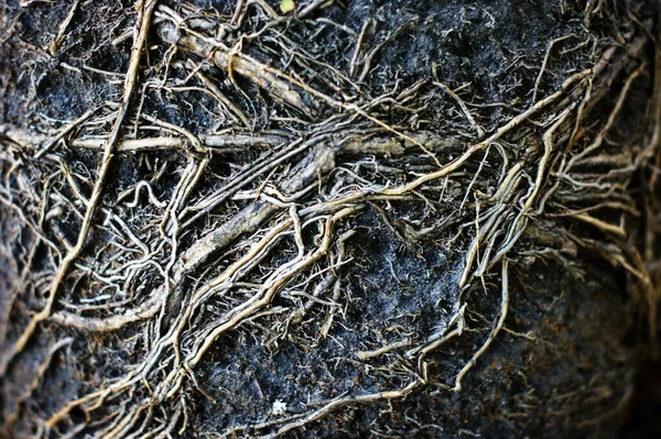 Terra e raízes de grandes plantas retiradas do vaso — Fotografia de Stock