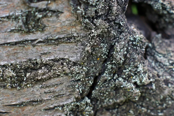 Tronco de un árbol viejo con estructura muy interesante — Foto de Stock