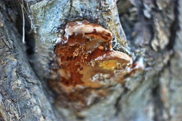 Paddenstoel uit hout. Bruine wilde paddenstoel bij grote boom die viel in het diepe bos — Stockfoto