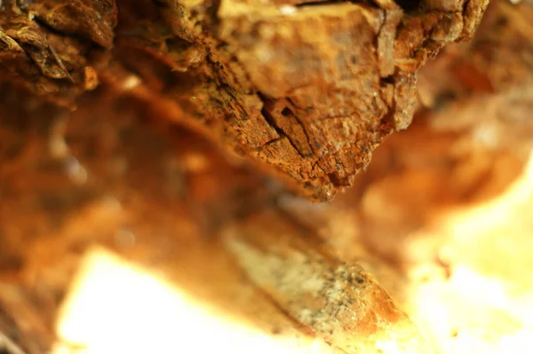 Old rotten wood shot in macro shot — Stock Photo, Image