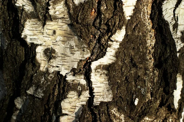 Bagagliaio di un vecchio albero con struttura molto interessante — Foto Stock