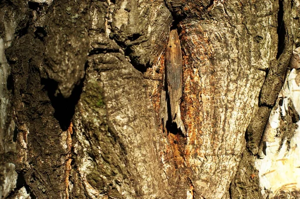 Bagagliaio di un vecchio albero con struttura molto interessante — Foto Stock