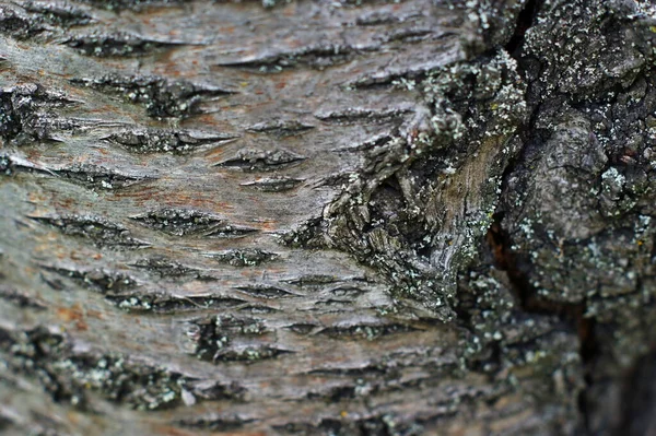 Trunk of an old tree with very interesting structure — Stock Photo, Image
