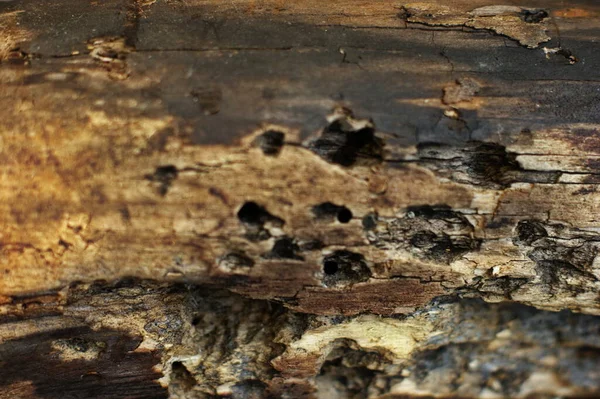 Текстура деревини кори використовує природний фон — стокове фото