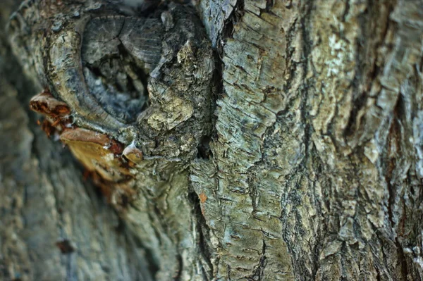 Trunk of an old tree with very interesting structure — Stock Photo, Image