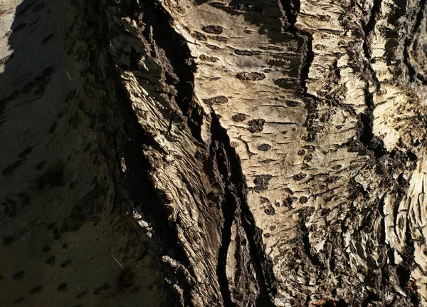 Bagagliaio di un vecchio albero con struttura molto interessante — Foto Stock