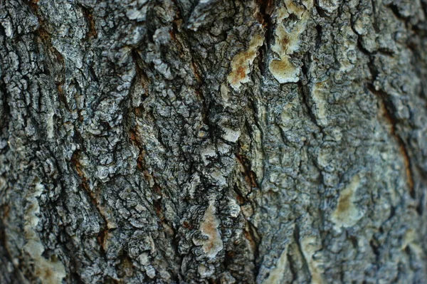 매우 흥미로운 구조를 가진 오래 된 나무의 줄기 — 스톡 사진