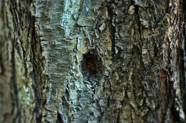 Stammen av ett gammalt träd med mycket intressant struktur — Stockfoto