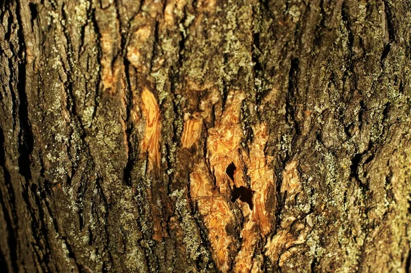 Tronco de un árbol viejo con estructura muy interesante — Foto de Stock