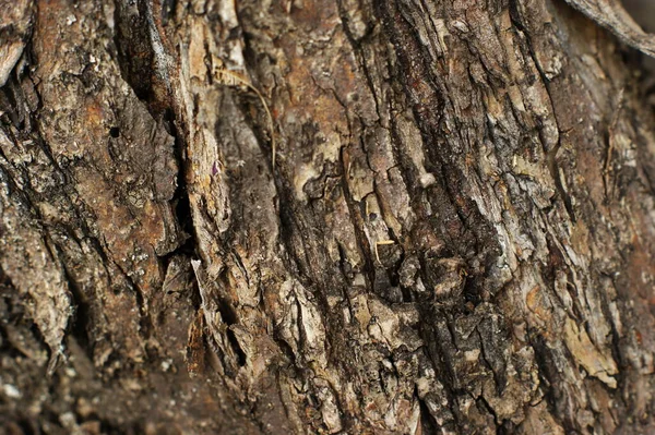 Tronco de un árbol viejo con estructura muy interesante — Foto de Stock