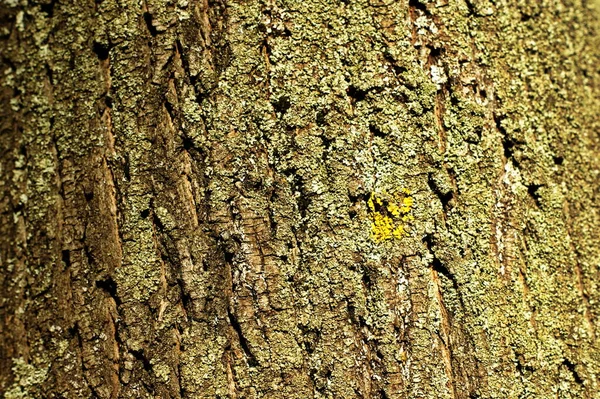 Tronco de un árbol viejo con estructura muy interesante — Foto de Stock