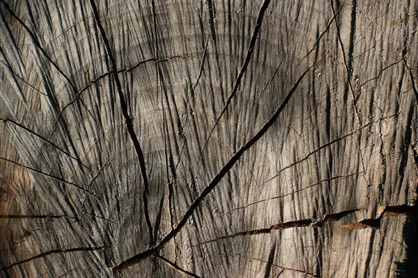 Texture of tree stump background texture close up — Stock Photo, Image