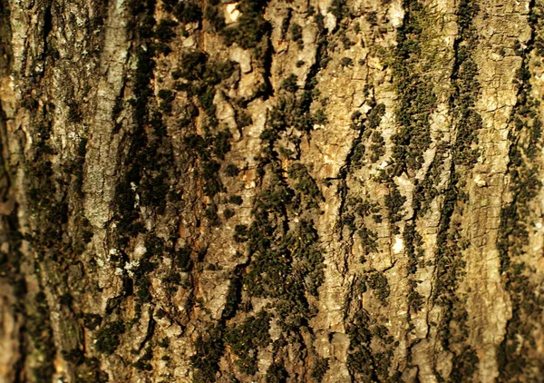 Tronco de uma árvore velha com estrutura muito interessante — Fotografia de Stock