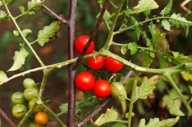 Sonbaharda kırmızı organik domates ve meyve