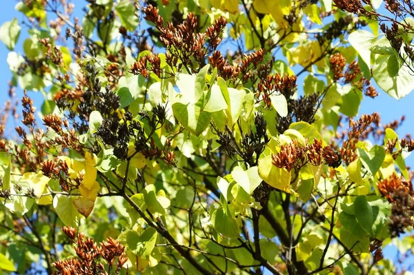 I rami sono ricoperti di bellissime bacche deliziose . — Foto Stock