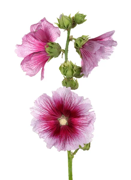 Stokroos Geïsoleerde Roze Hollyhock — Stockfoto