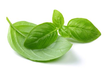 Beyaz arka plan üzerinde izole fesleğen yaprağı