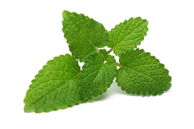 yaprakları taze melissa izole üzerinde beyaz arka plan