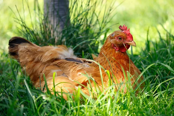 Kurczak Leżąc Trawie — Zdjęcie stockowe