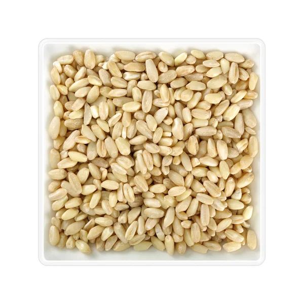 Wheat Grains Square Bowl White Background — Stock Photo, Image