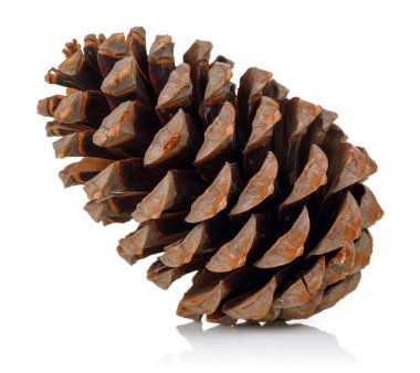 Beyaz arkaplanda çam kozalağı izole