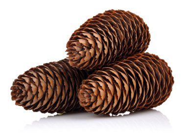 Beyaz arkaplanda çam kozalakları izole