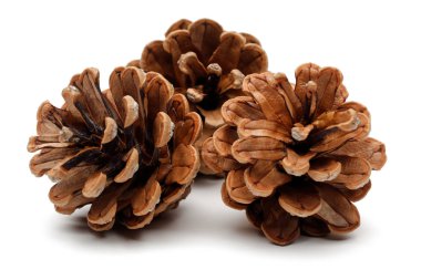 Beyaz arkaplanda çam kozalakları izole