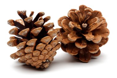 Beyaz arkaplanda çam kozalakları izole