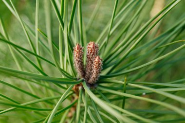 Kahverengi çam kozalakları arasında yeşil çam yaprakları