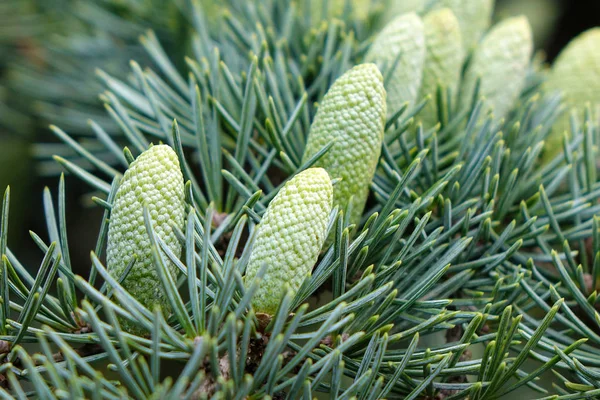 Coni Pino Verde Tra Foglie Pino Verde — Foto Stock