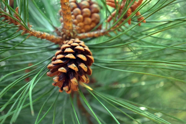 Brown Pine Cones Green Pine Leaves — Stock Photo, Image