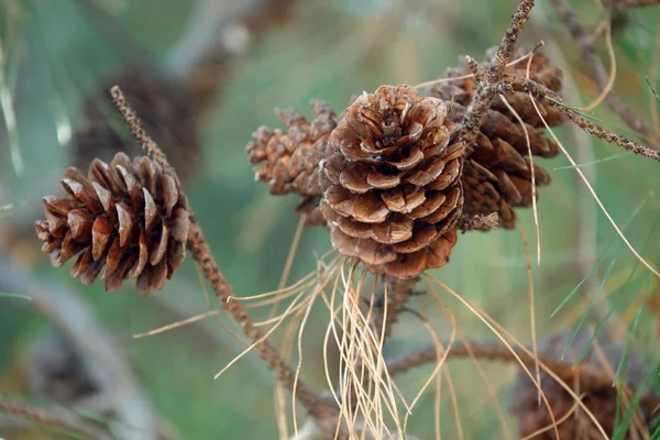 Brown Pine Cones Green Pine Leaves — Stock Photo, Image