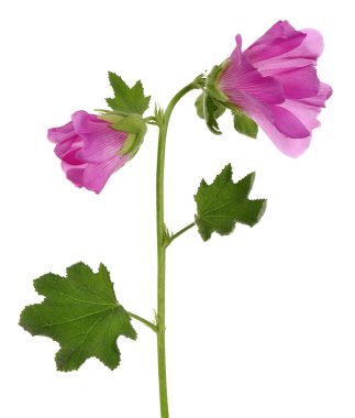 Alcea rosea, pembe Gül Fatma, beyaz arka plan üzerinde izole