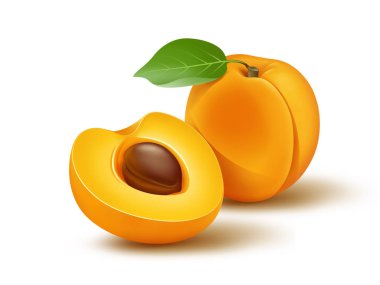 Taze kayısı illüstrasyon, dijital boyama